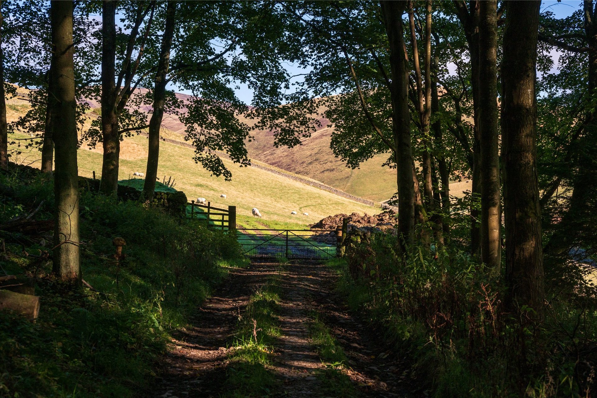 The Ley, Innerleithen, Scottish Borders, EH44 6NL - Picture #70