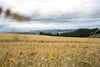 St. Andrews Wells, Morton Of Blebo, Cupar, KY15 5UB - Picture #28