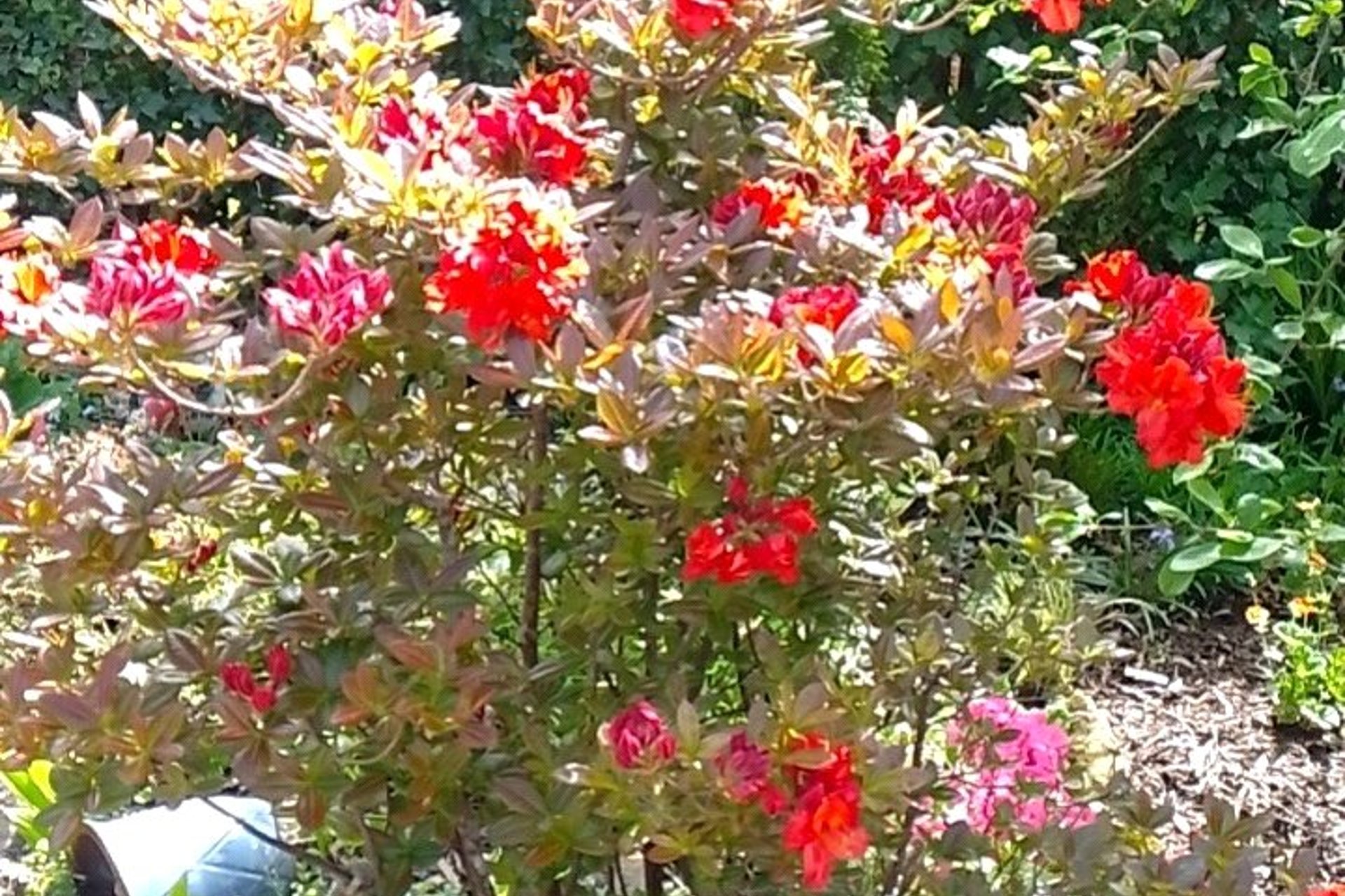 1 Dunmore Drive, Milngavie, G62 6NZ - Picture #30