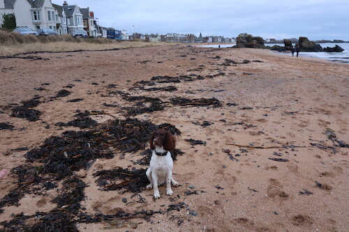 The beach at North Berwick with a dog