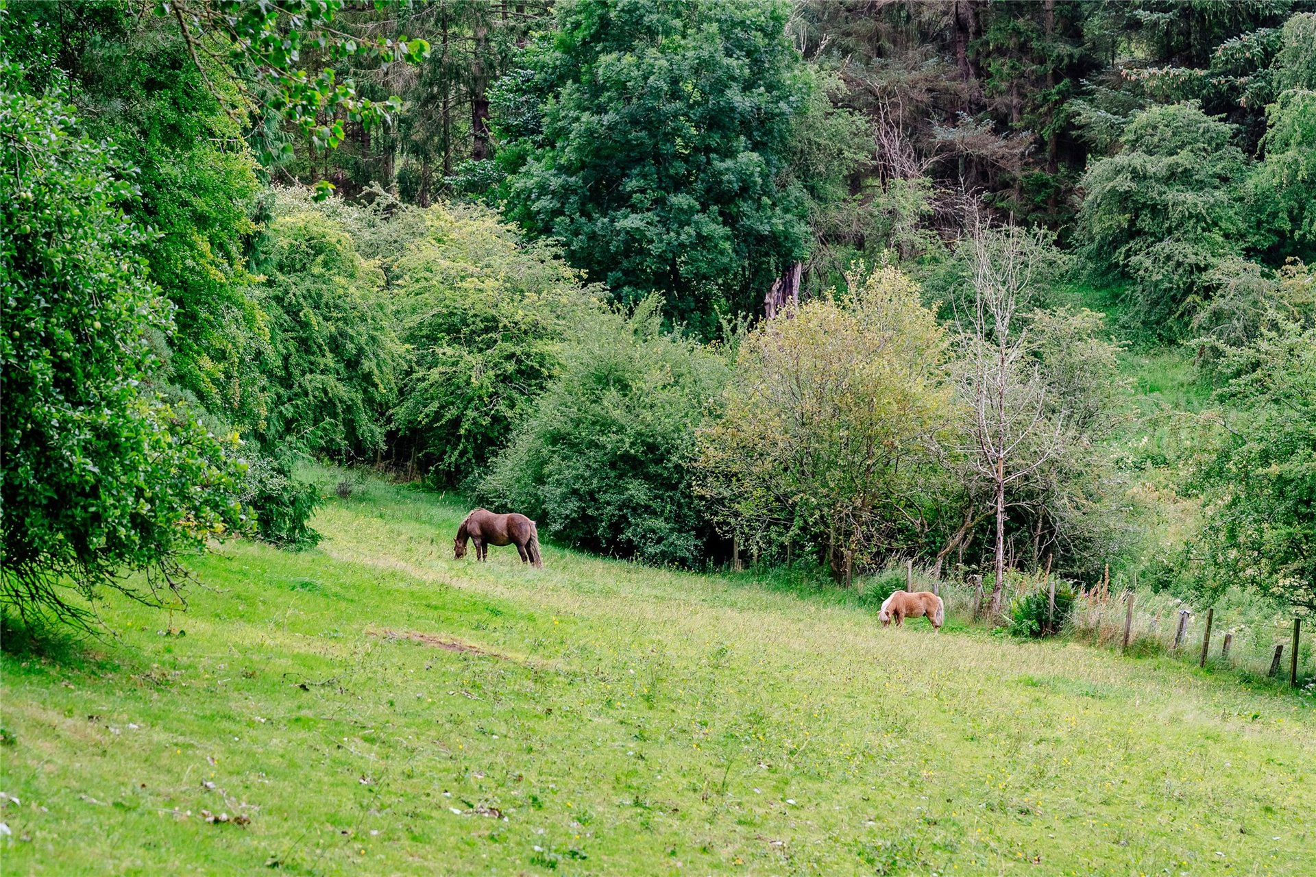 Woodend, Mousebank Road, Lanark, ML11 7TD - Picture #61