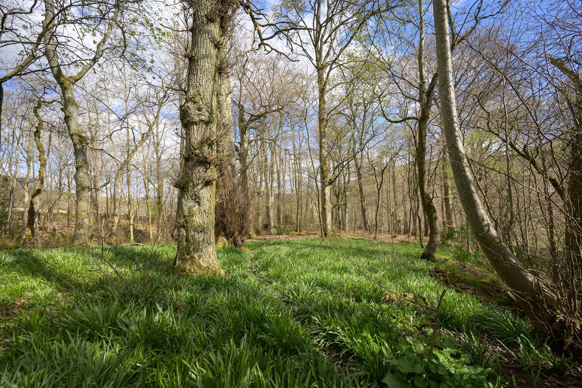 Woodside Cottage, Callands, West Linton, Scottish Borders, EH46 7DE - Picture #36