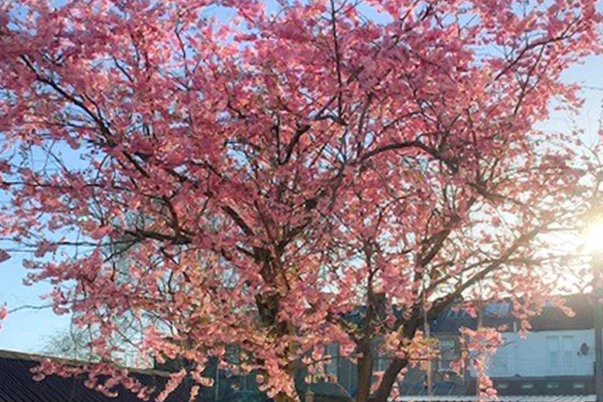 11 Austen Road, Jordanhill, Glasgow, G13 1SJ - Picture #39