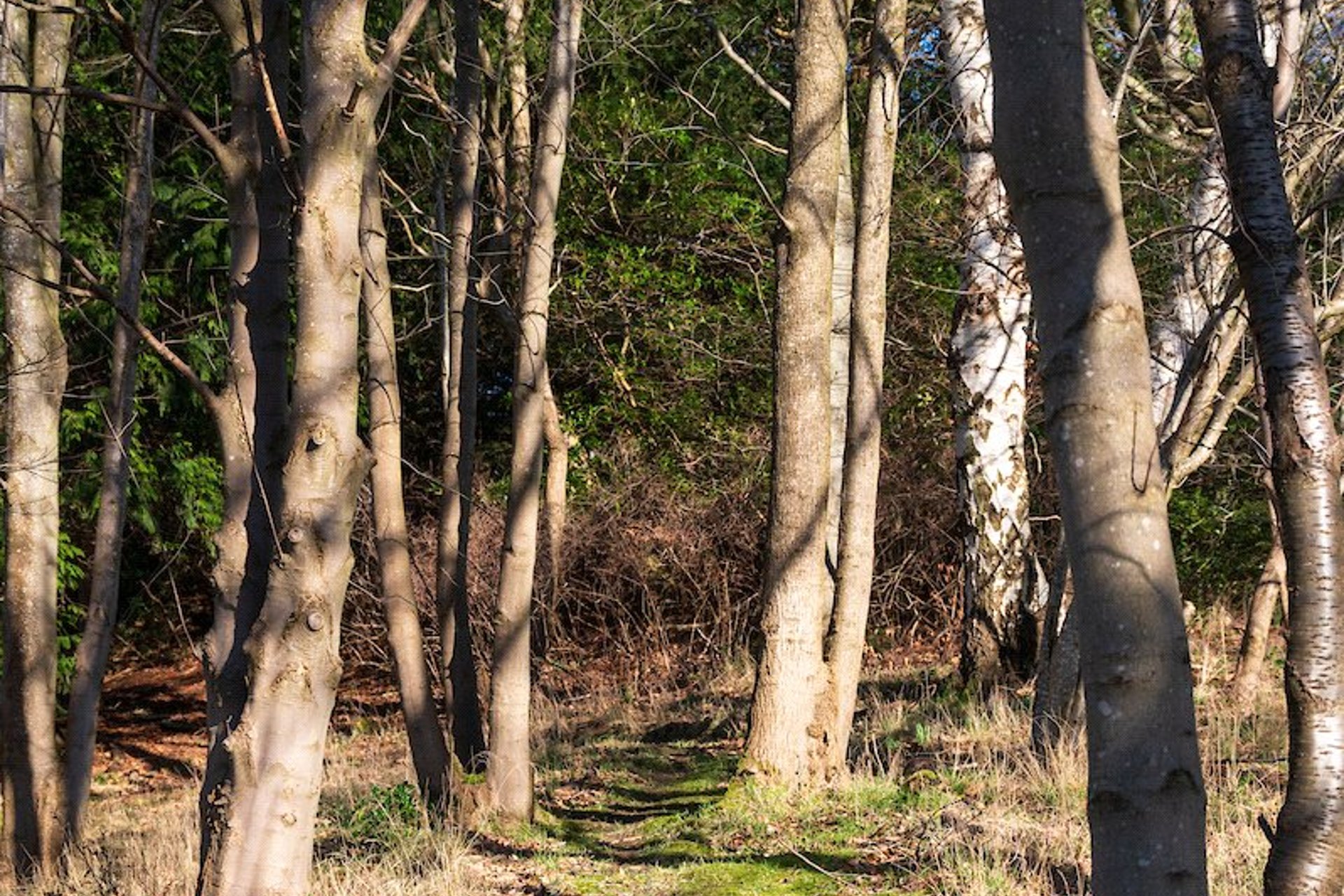 The Garden Cottage, 45 Polton Road, Loanhead, Midlothian, EH20 9DB - Picture #36