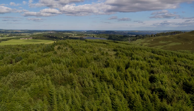 Forestry and landscape image.