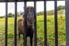 Motu-Whare, Cochno Road, Hardgate, West Dunbartonshire, G81 6PR - Picture #41