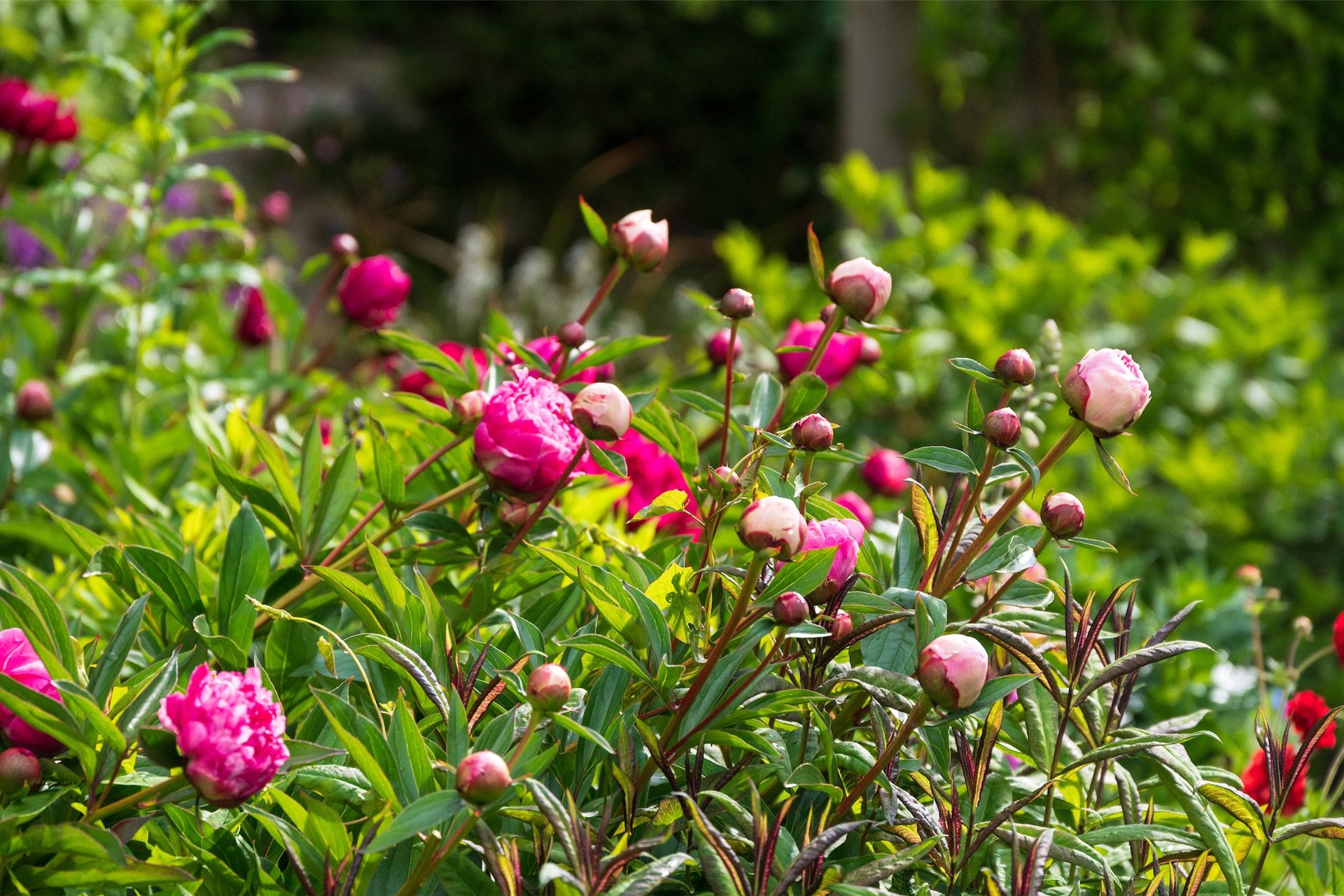 2 Fala Village, Pathhead, Midlothian, EH37 5SY - Picture #19