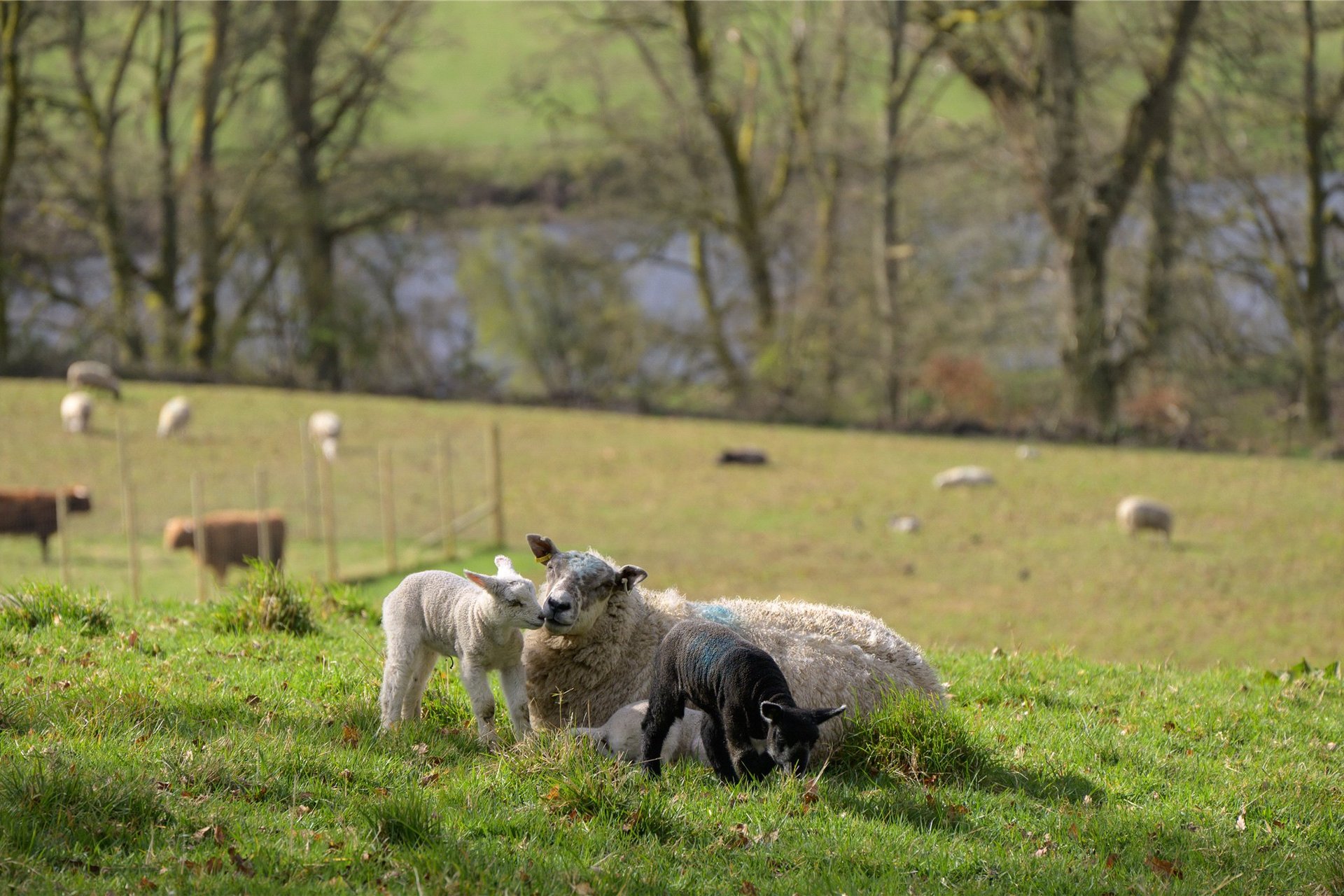 Eastertyre, Ballinluig, Pitlochry, PH9 0LN - Picture #41