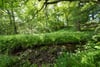 Plot at The Oaks, The Oaks, Moneydie, Luncarty, PH1 3HA - Picture #13