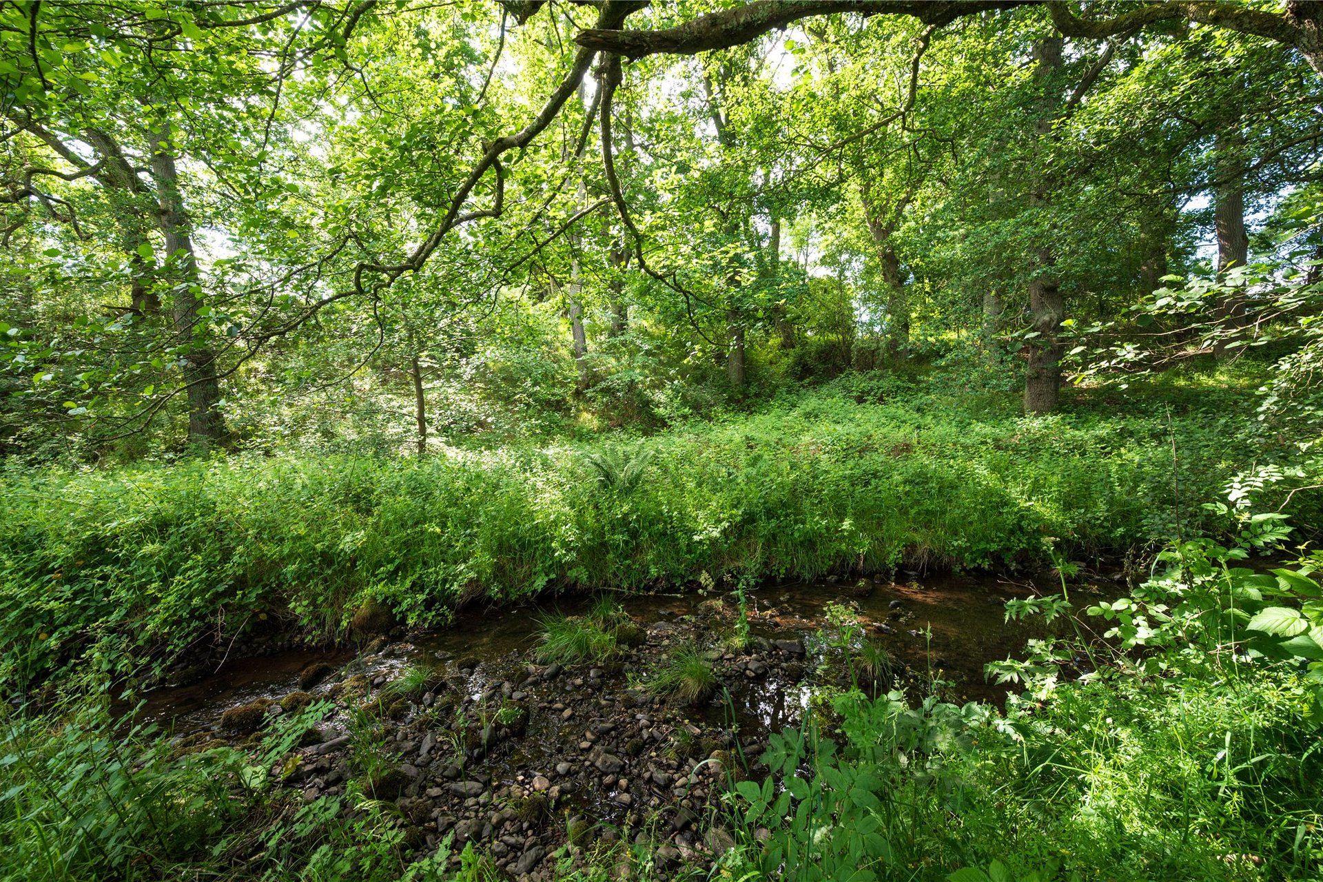 Plot at The Oaks, The Oaks, Moneydie, Luncarty, PH1 3HA - Picture #13