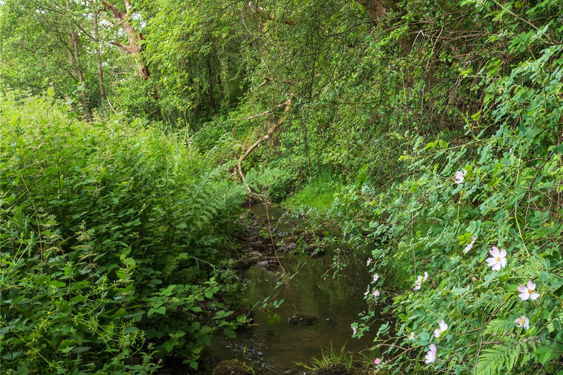 Plot at The Oaks, The Oaks, Moneydie, Luncarty, PH1 3HA - Picture #17