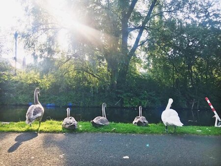 ducks at the canal