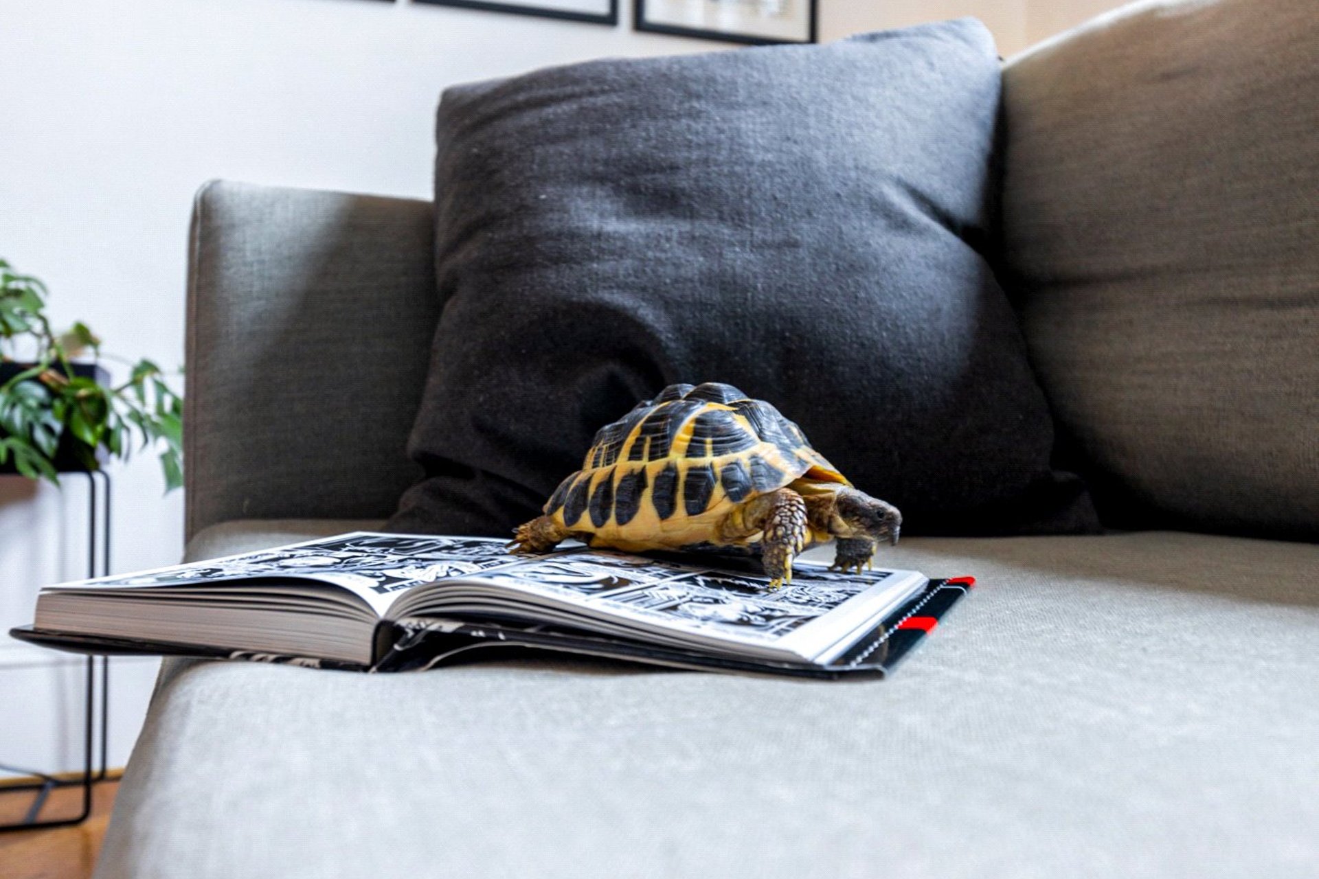 Flat 2/2, 21 Gibson Street, Hillhead, Glasgow, G12 8NU - Picture #6