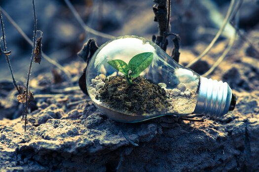 lightbulb with plant growing inside it