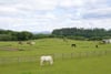Auchlishie Farm, Kinnordy, Kirriemuir, Angus, DD8 4LS - Picture #16