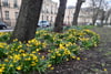 Flat 12, 9 Hopetoun Crescent, Edinburgh, Midlothian, EH7 4AU - Picture #16