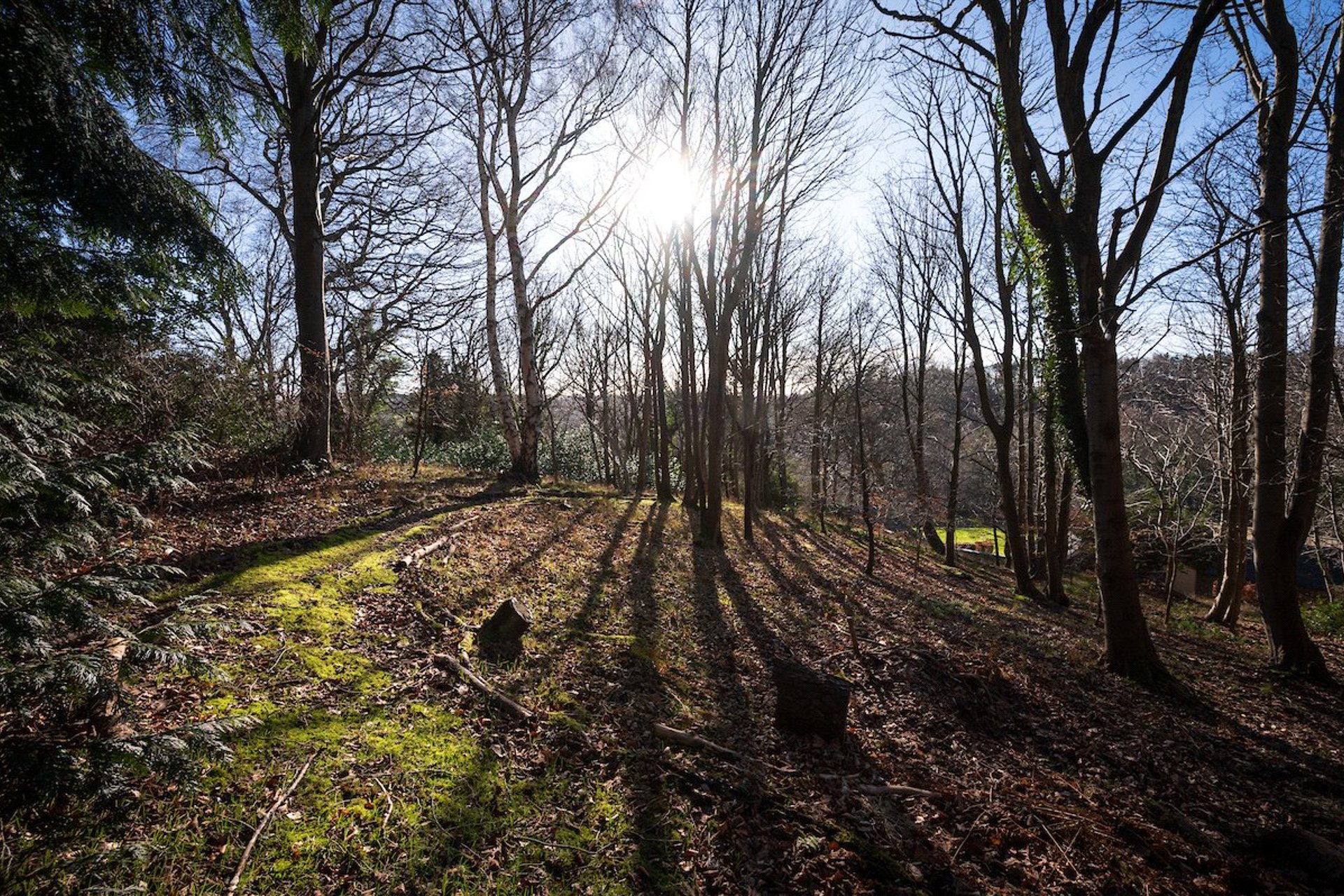 The Garden Cottage, 45 Polton Road, Loanhead, Midlothian, EH20 9DB - Picture #35