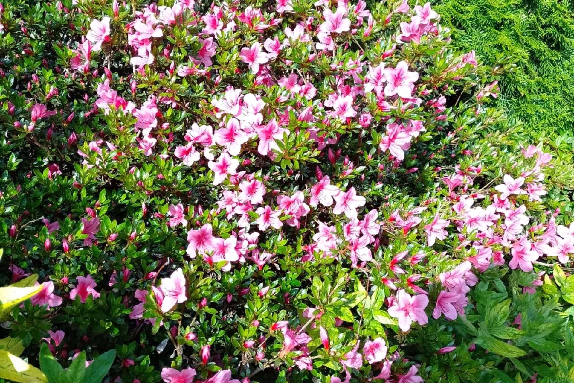 1 Dunmore Drive, Milngavie, G62 6NZ - Picture #31