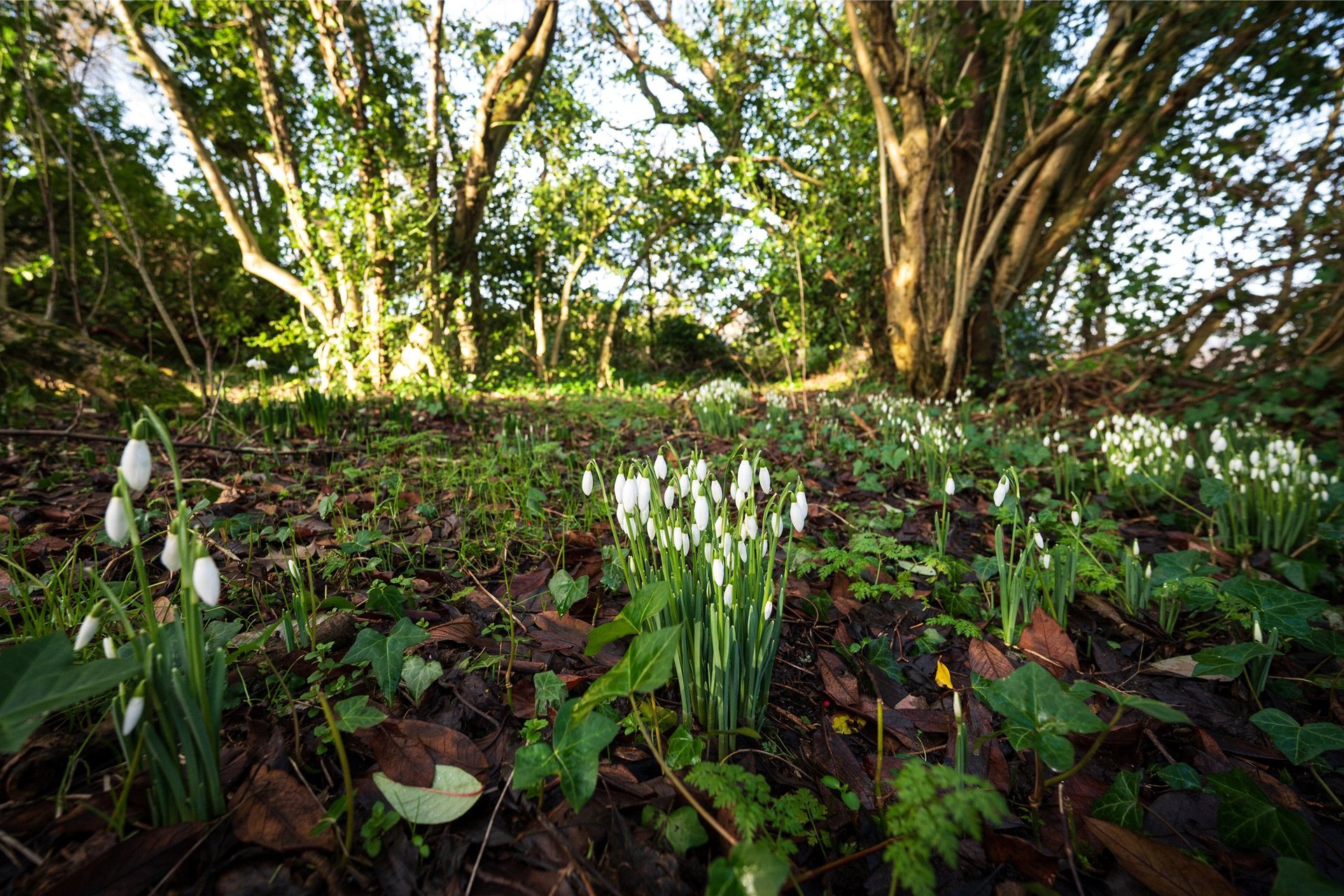 Helensfield, Fore Road, Kippen, Stirling, Stirlingshire, FK8 3DT - Picture #27