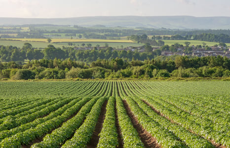 Amisfield Mains potato crop field.