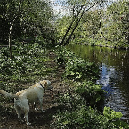 Photo of dog at the side of the Water Of Leith