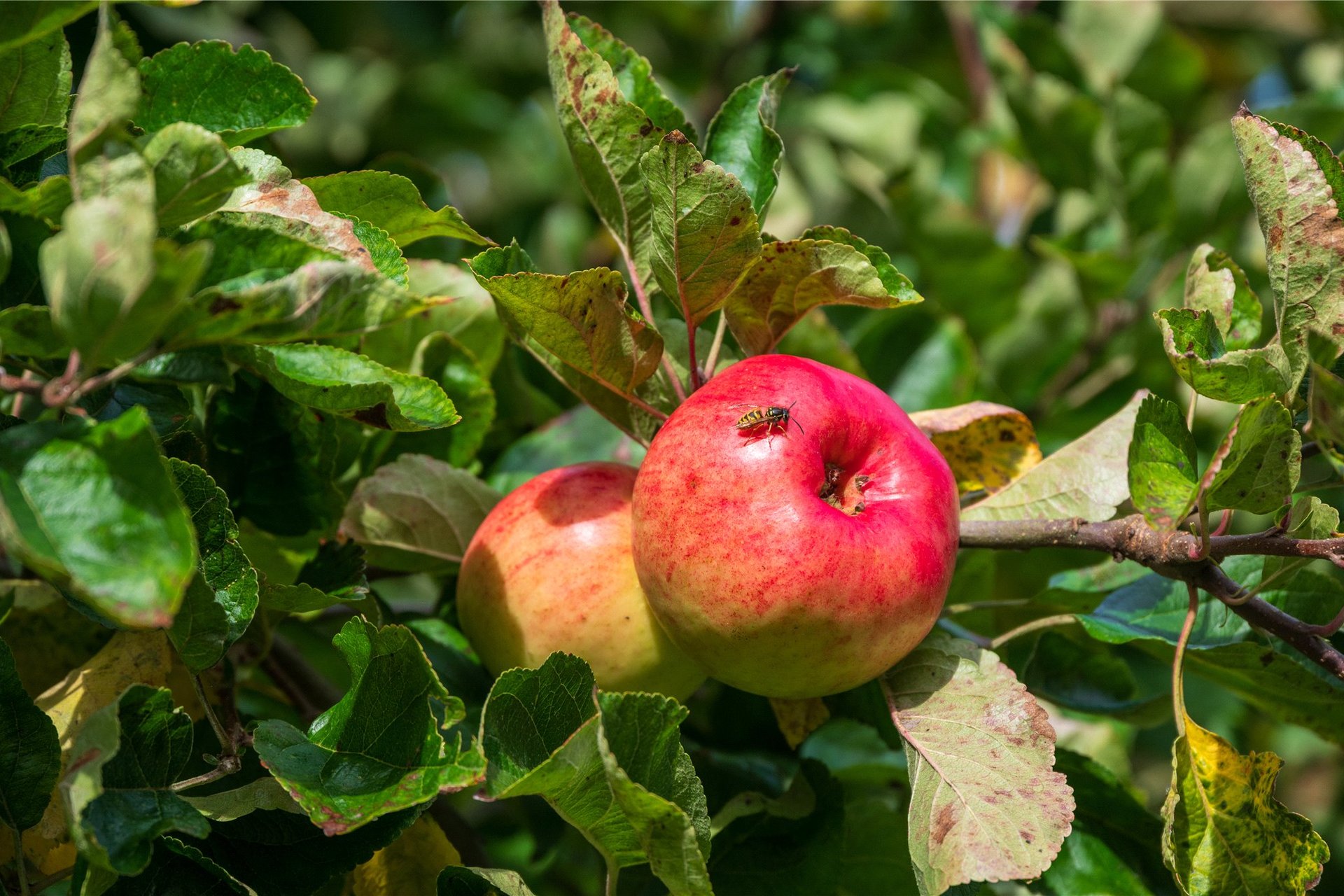 6 Inzievar Courtyard, Dunfermline, Fife, KY12 8HB - Picture #29