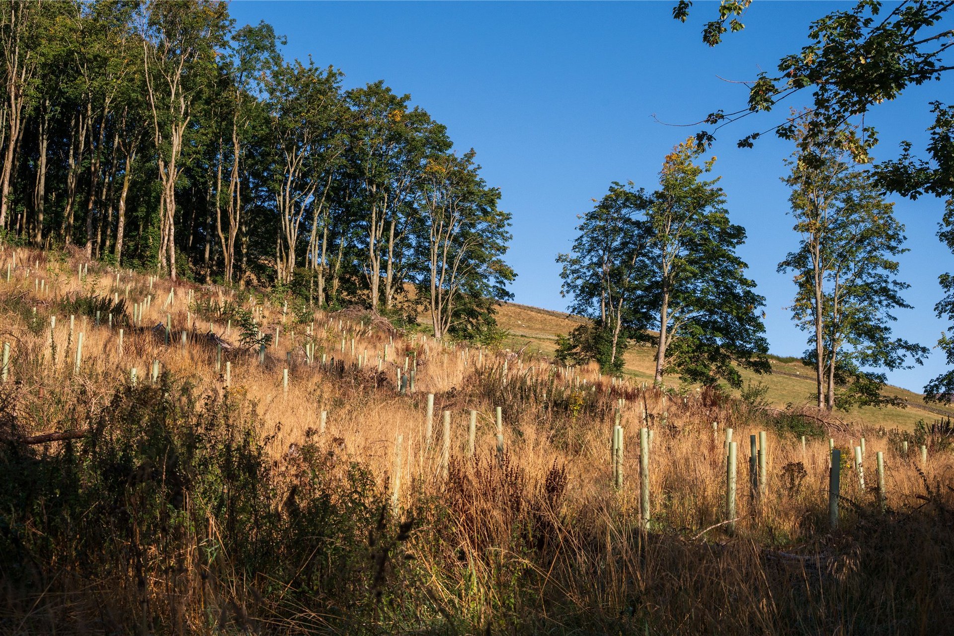 The Ley, Innerleithen, Scottish Borders, EH44 6NL - Picture #71