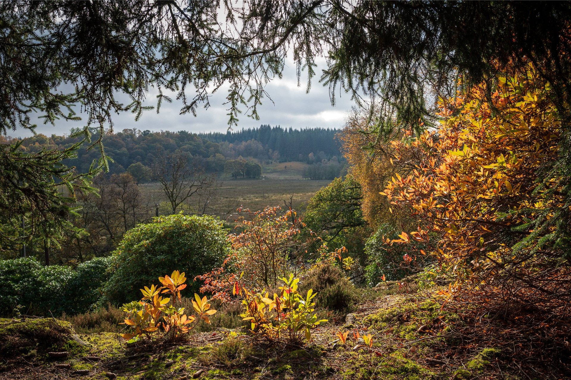 Ardchoile, Lochard Road, Aberfoyle, Stirling, Stirlingshire, FK8 3TD - Picture #2