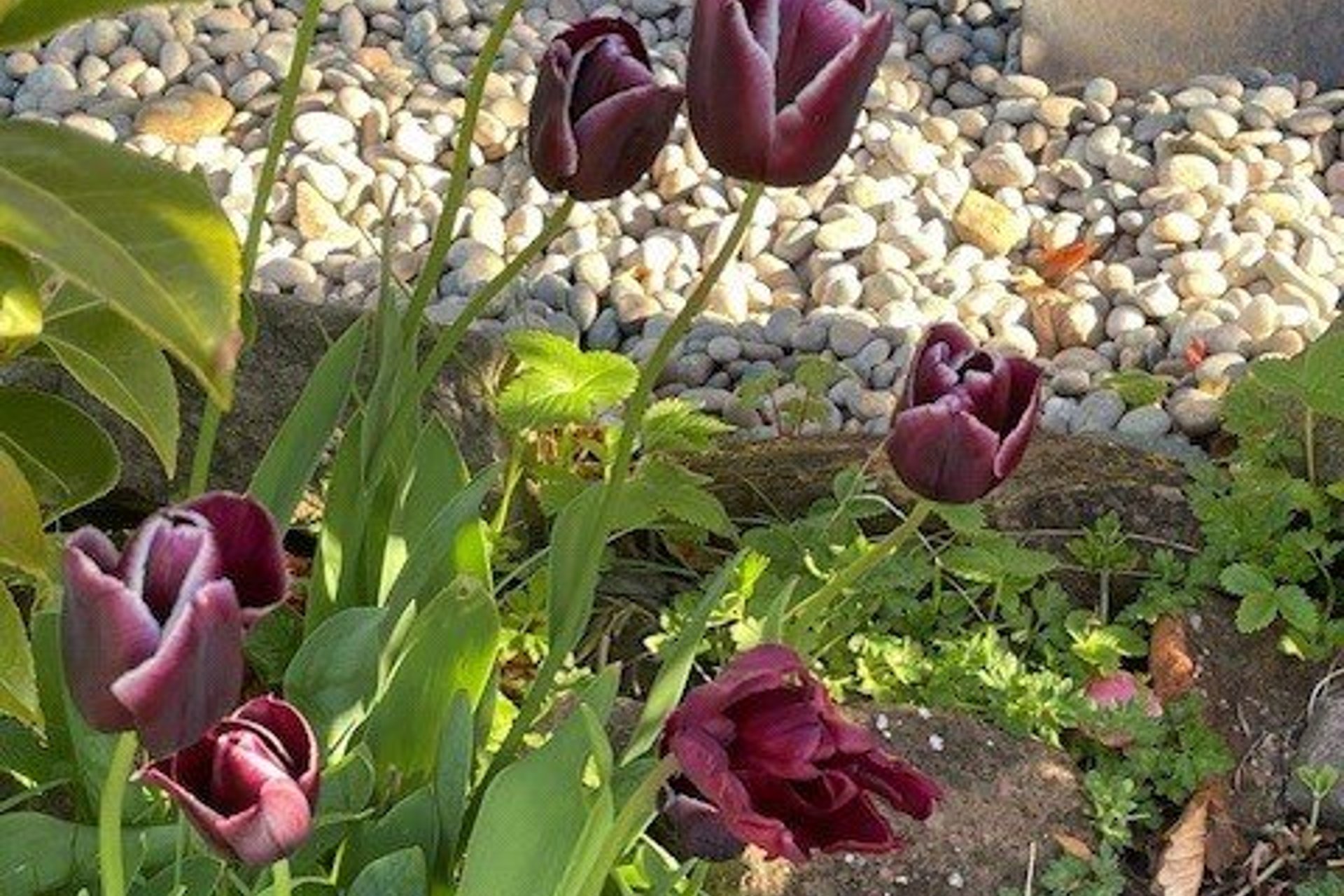 1 Main Street, Drymen, G63 0BP - Picture #41