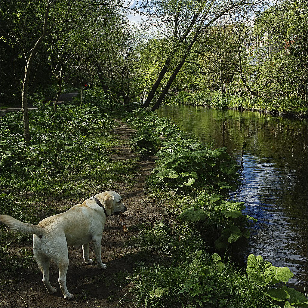Photo of dog at the side of the Water Of Leith