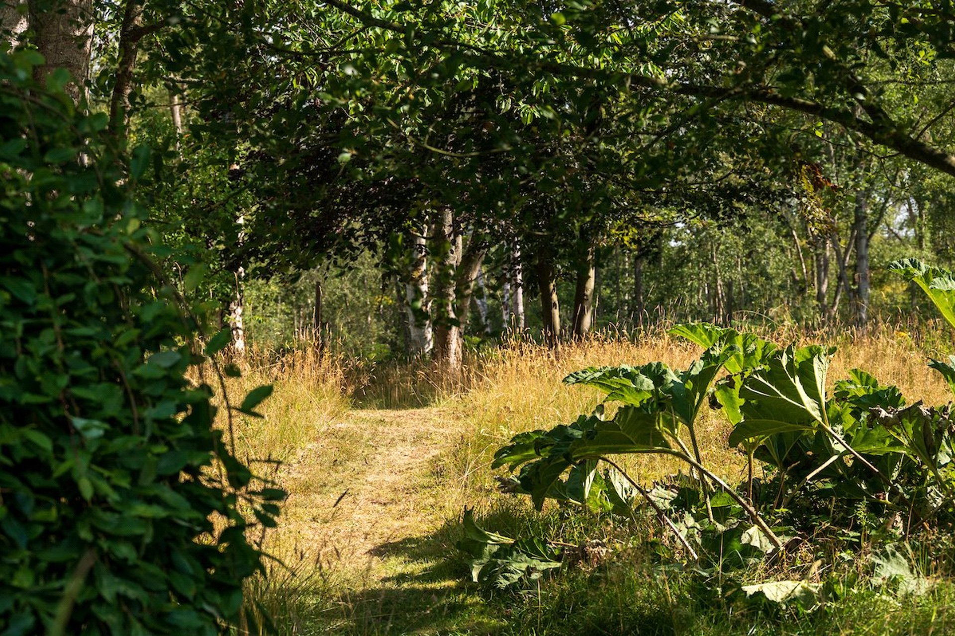 Broadwood, Edinburgh Road, Gifford, Haddington, EH41 4JE - Picture #35