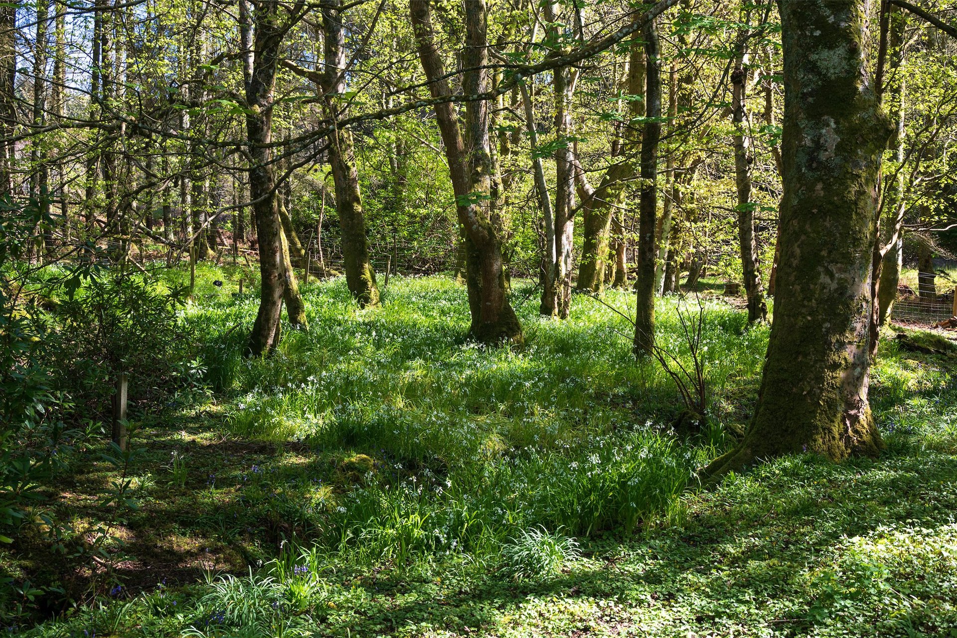 Glencreggan House, Glenbarr, Tarbert, Argyll, PA29 6UT - Picture #23