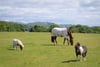 Auchlishie Farm, Kinnordy, Kirriemuir, Angus, DD8 4LS - Picture #14